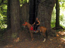 USA-California-Redwood Coast Ride